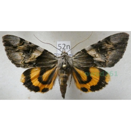 Catocala fulminea (Scopoli, 1763) Wstęgówka śliwica Poland52n